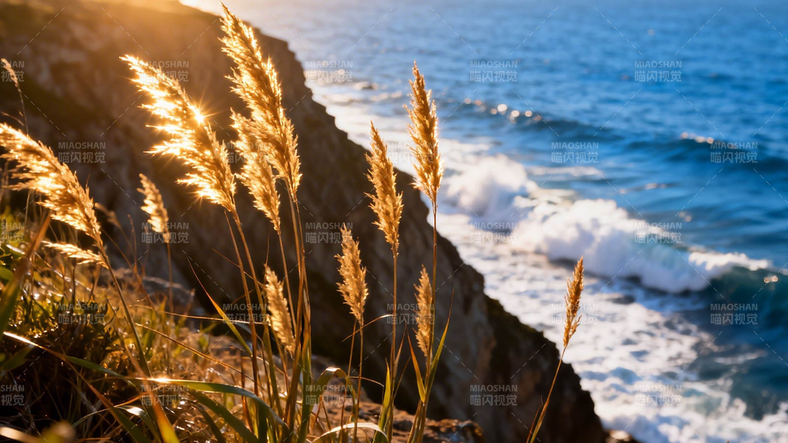 海崖金草迎夕阳图片