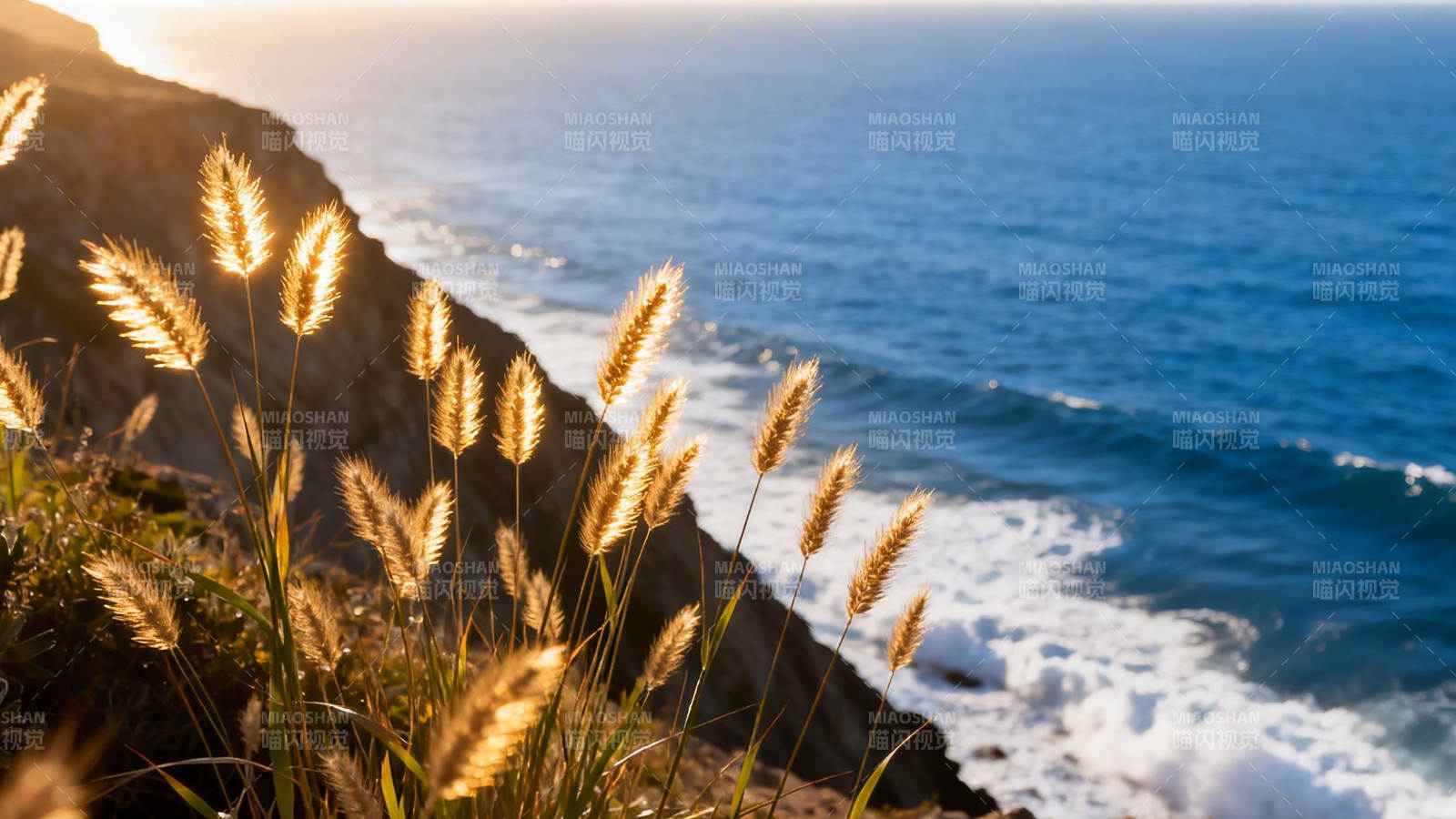 海崖金穗迎夕照图片