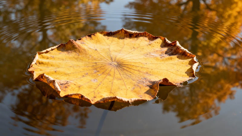 秋叶浮水 静美如诗图片