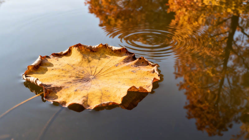 秋叶浮水 涟漪轻漾图片