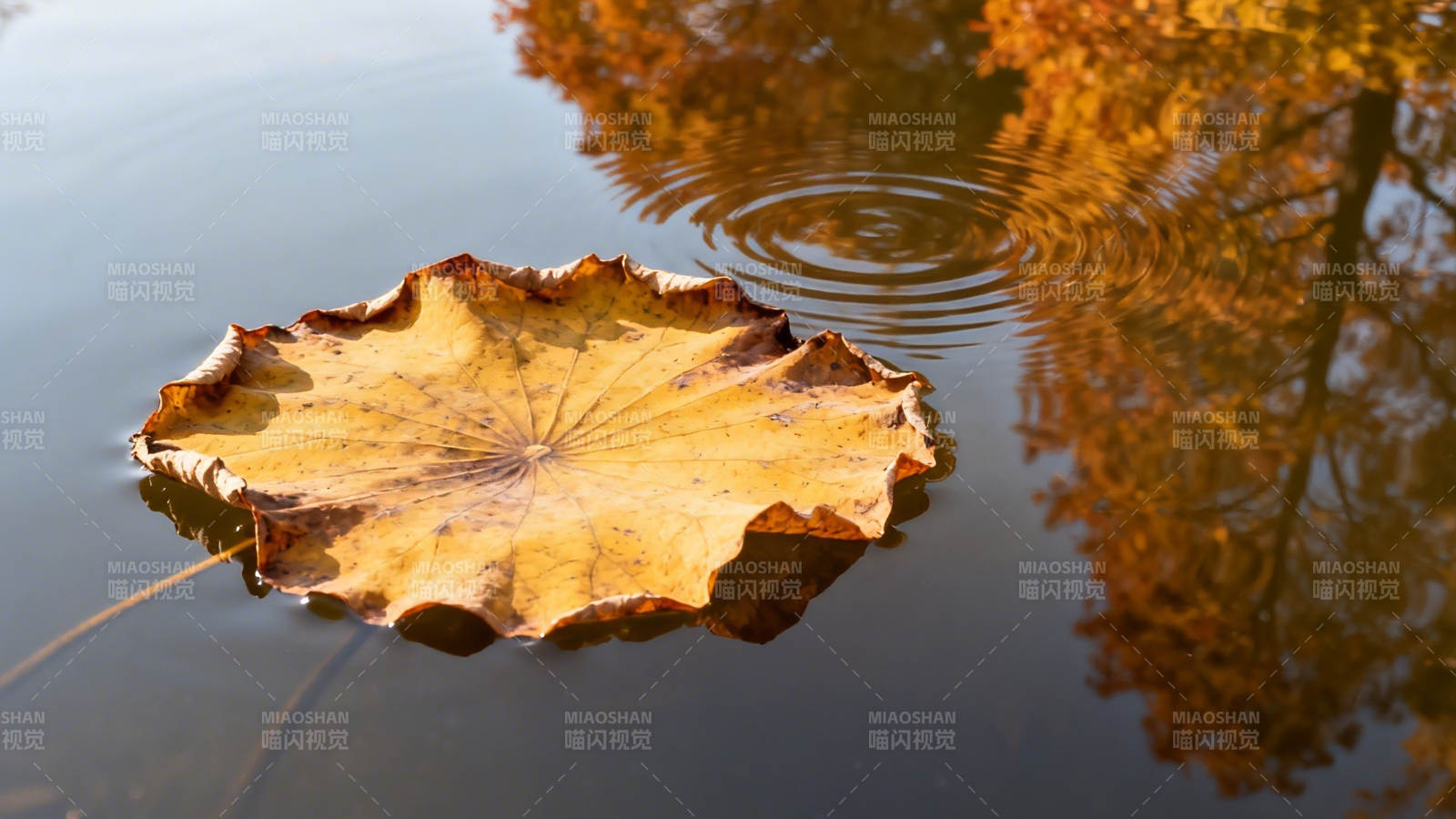 秋叶浮水 涟漪轻漾图片