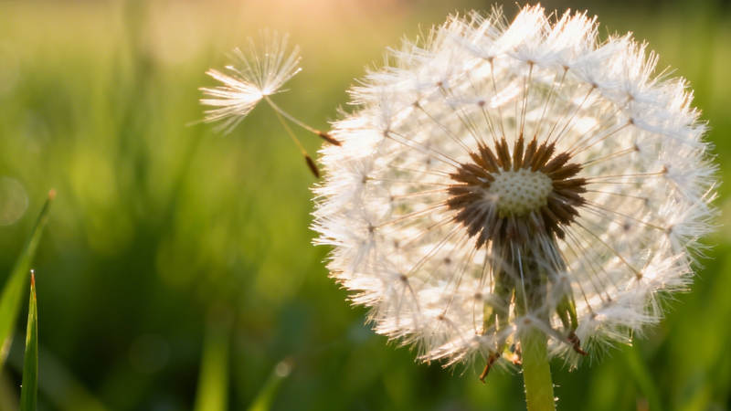 蒲公英随风轻舞 种子飘散图片
