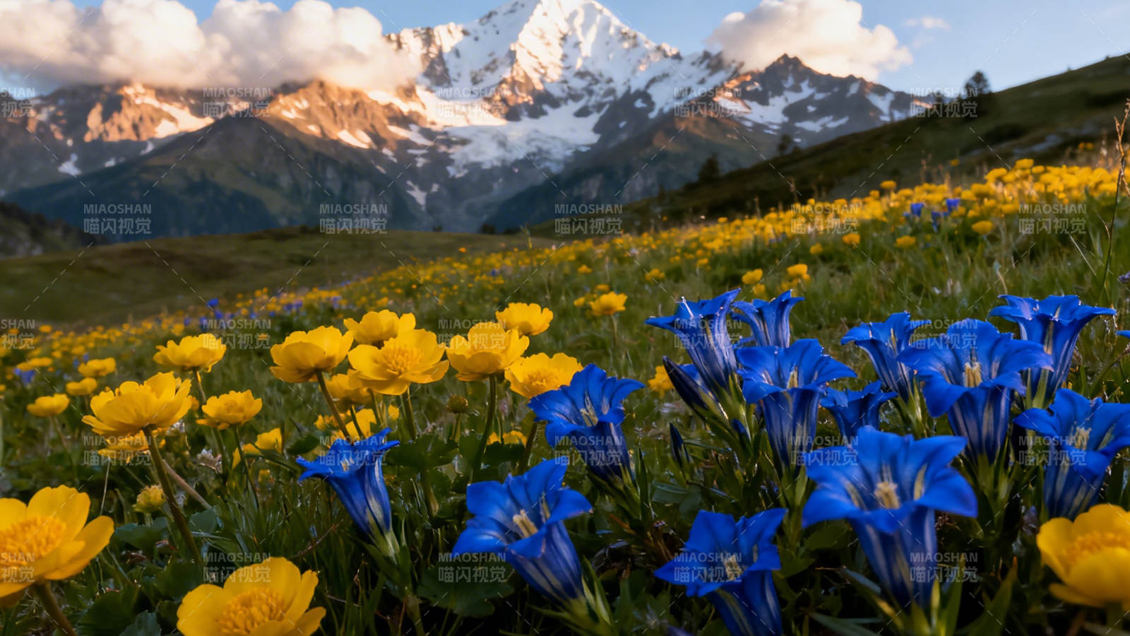 雪山花海 蓝黄竞艳图片