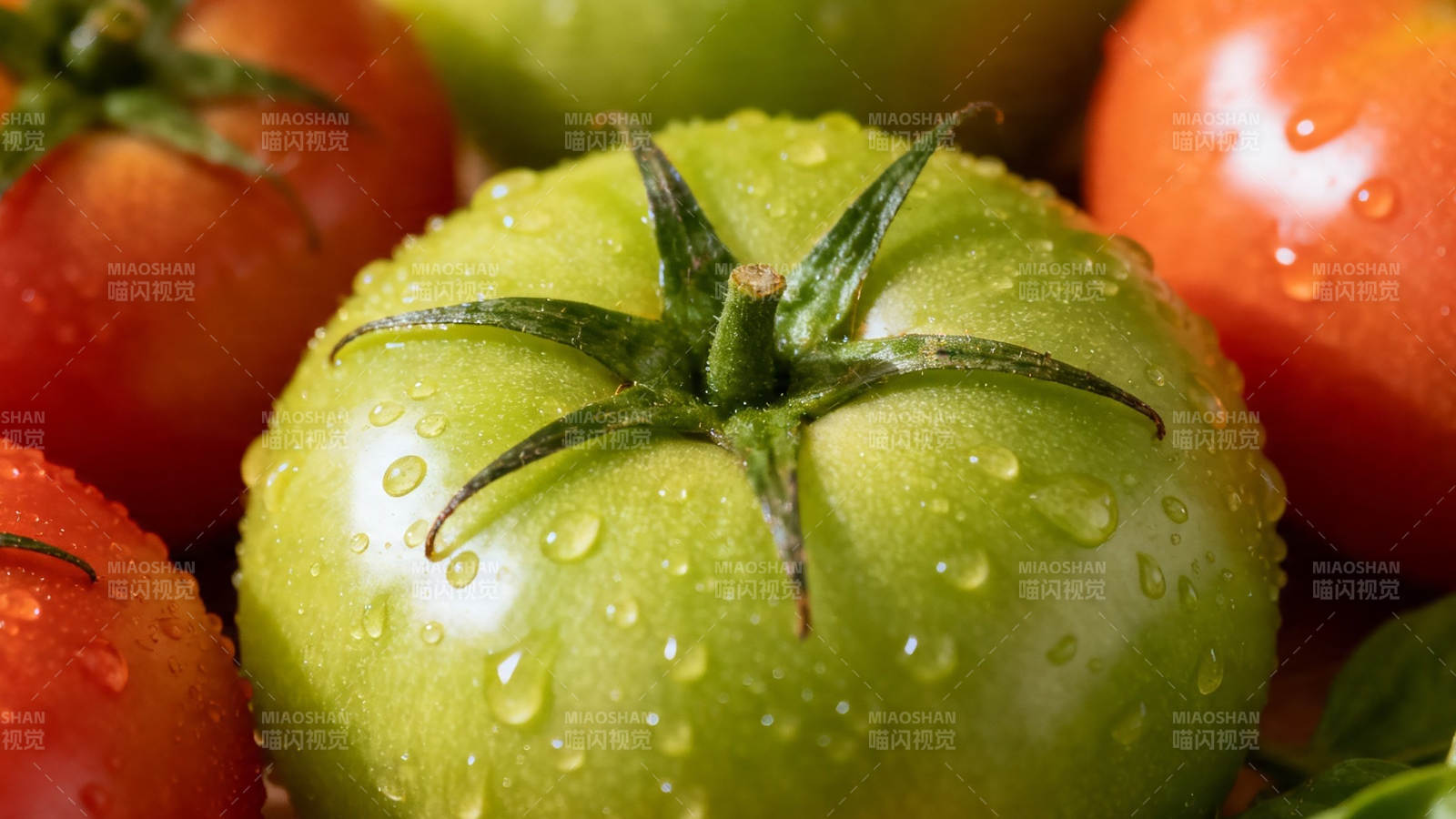 青红番茄带水珠 新鲜诱人图片