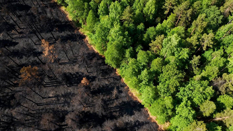 火烧迹地与绿林对比航拍图片
