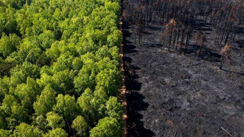 绿林与焦土 火灾前后对比图片
