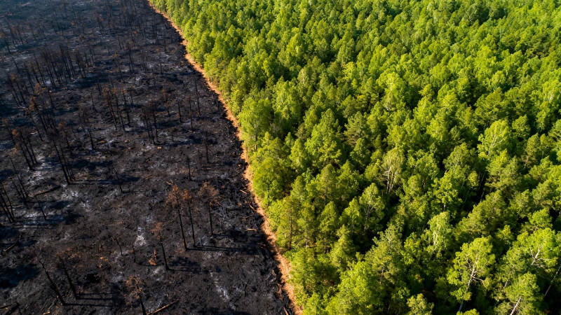 火后焦土与绿林分界航拍图片