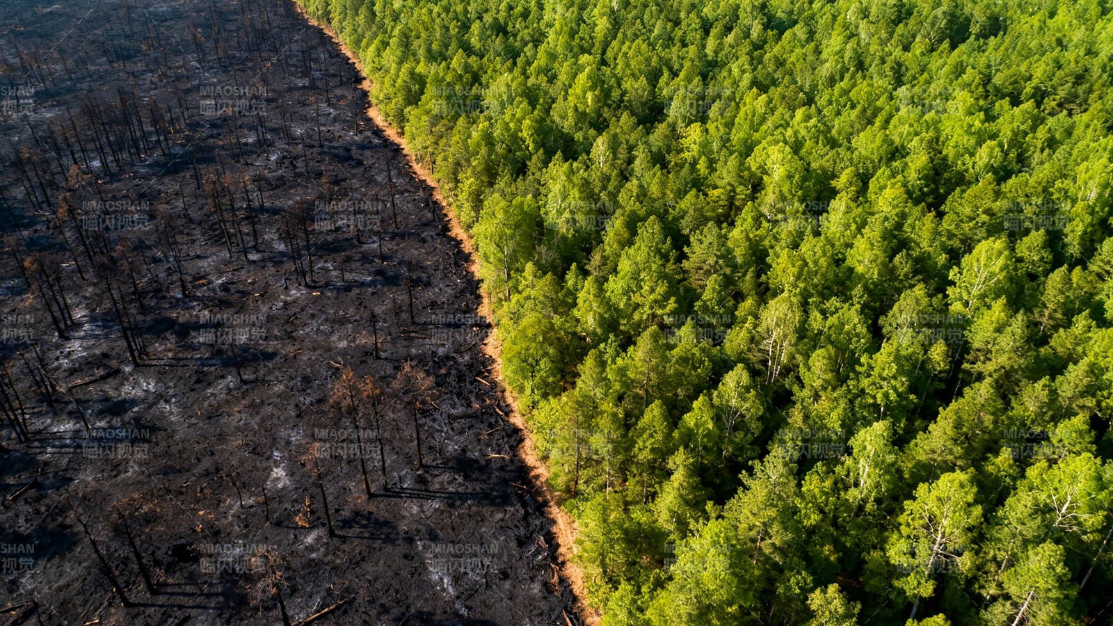 火后焦土与绿林分界航拍图片