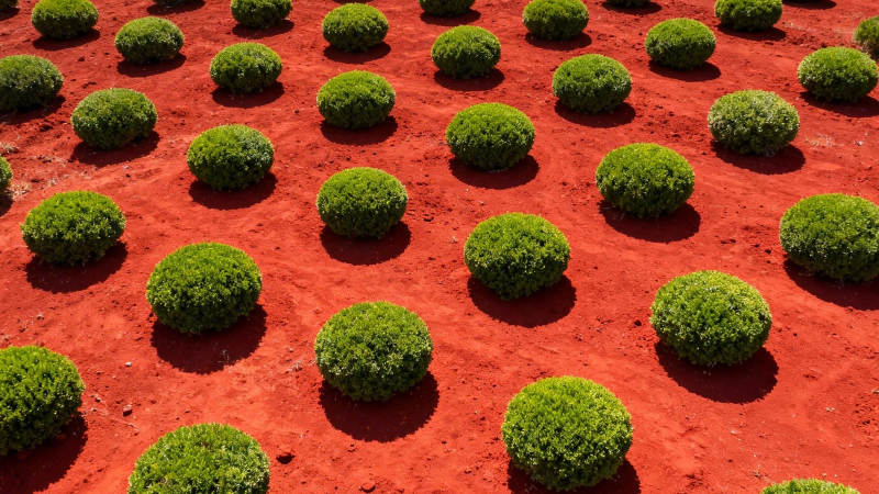 红土绿球 几何之美图片