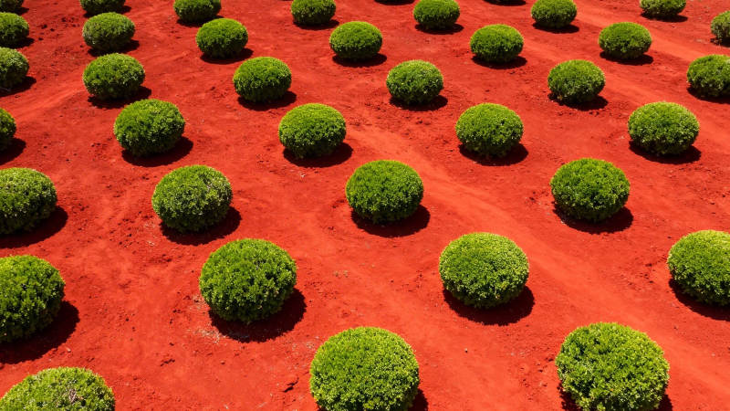 红土绿球 几何之美图片