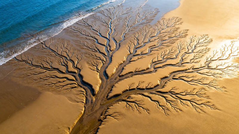 沙滩上的 树 形水痕图片