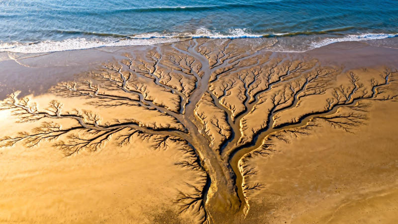 沙滩上的 树 形水痕图片