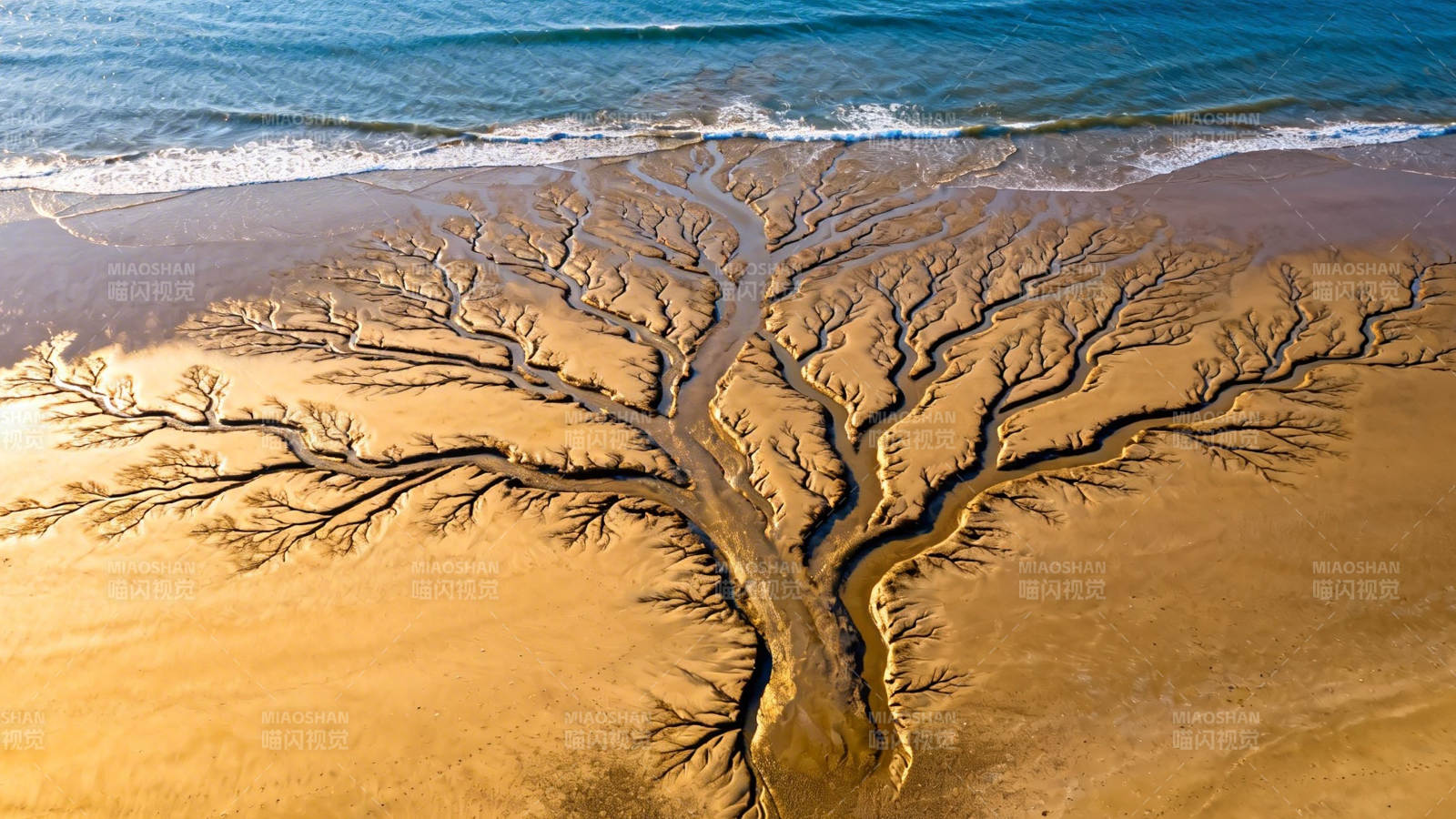 沙滩上的 树 形水痕图片