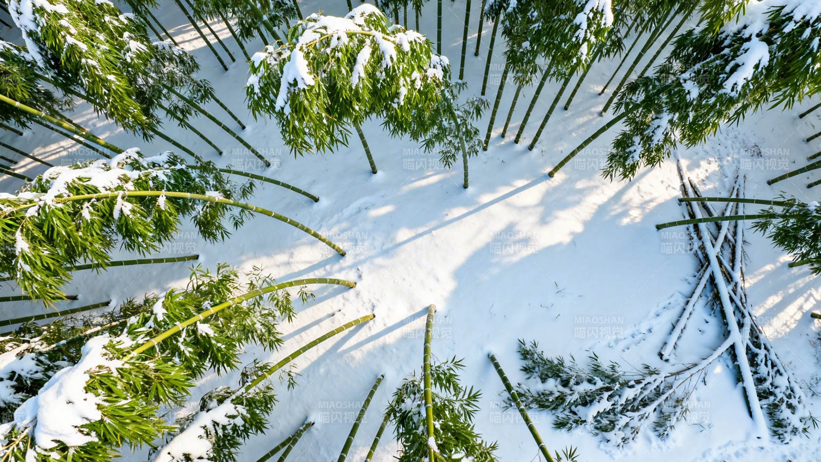 雪覆竹林 俯视角静谧冬景图片
