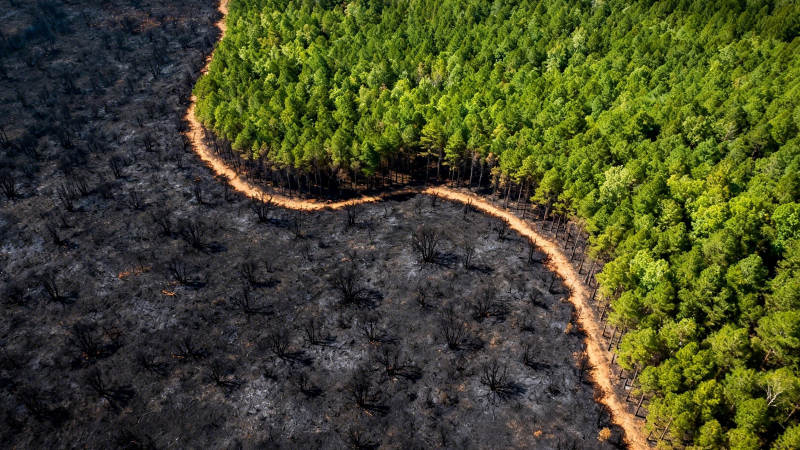 林火分界 绿与黑的对峙图片