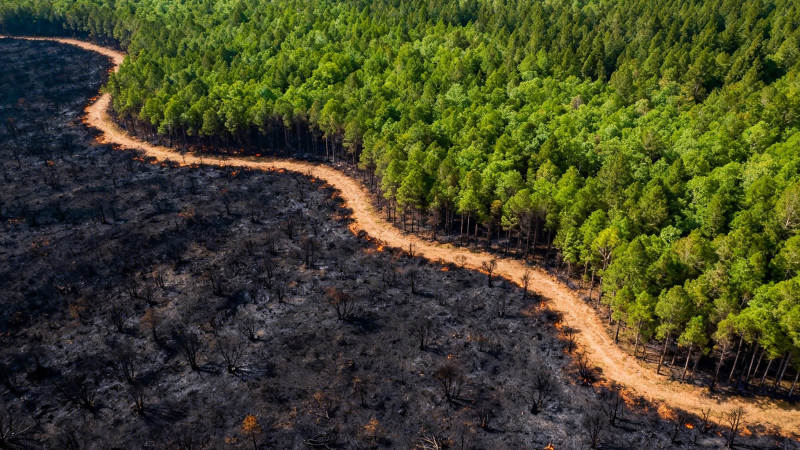林火分界 绿与黑的对峙图片