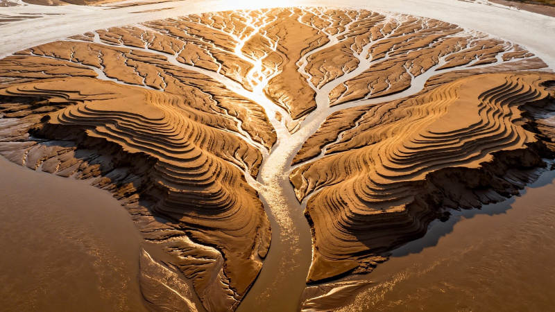 大地之树 金色脉络图片