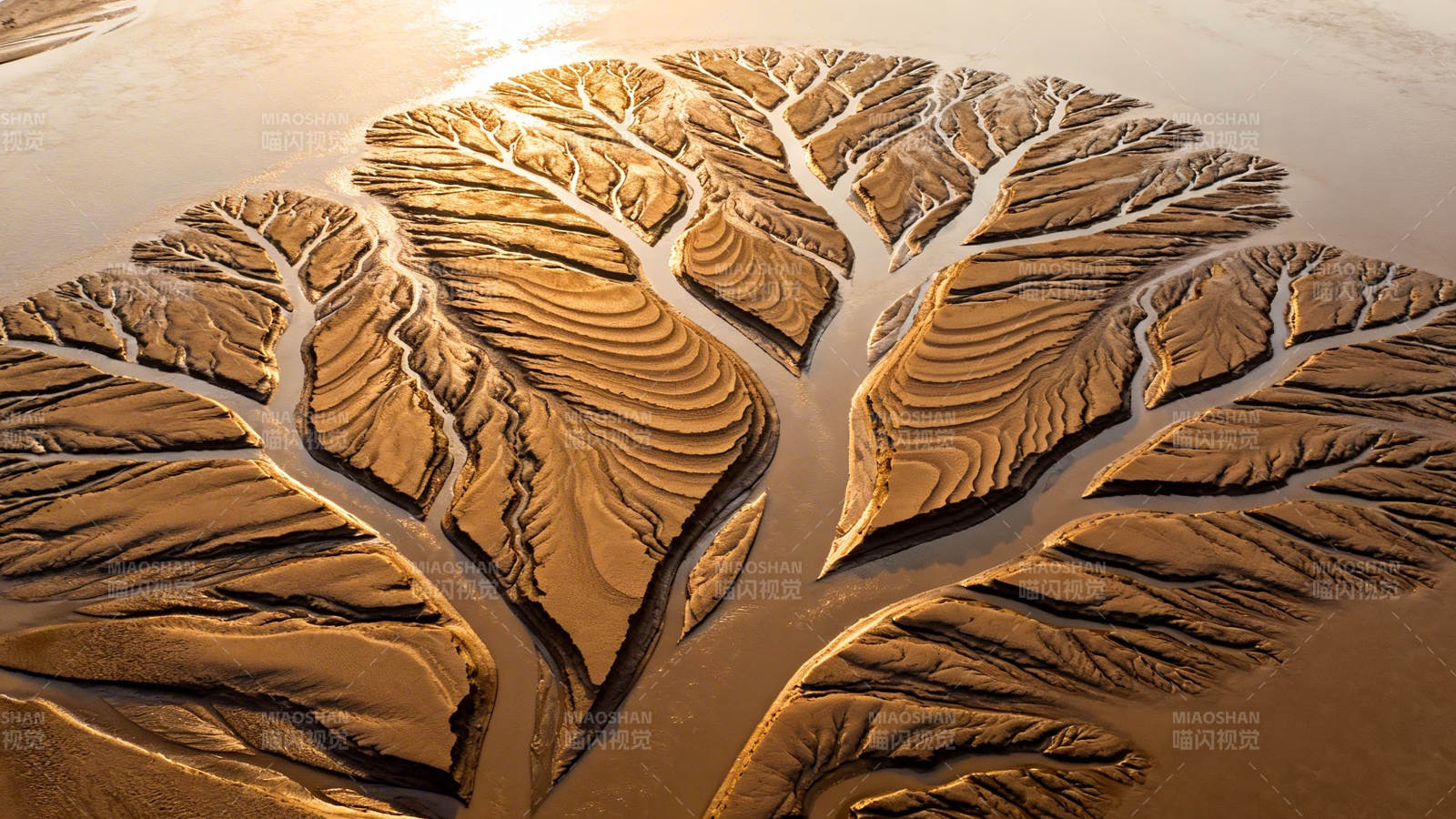 沙海枝脉 大地之树图片