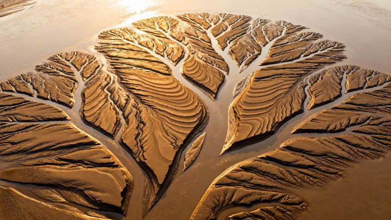 沙海枝脉 大地之树图片