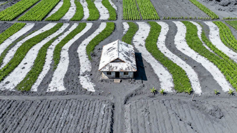 田间小屋 绿浪如织图片