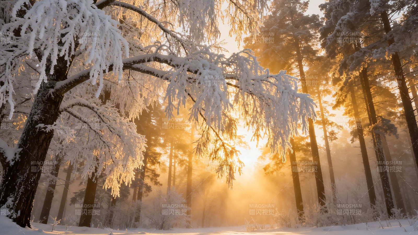 冬日暖阳照雪林图片