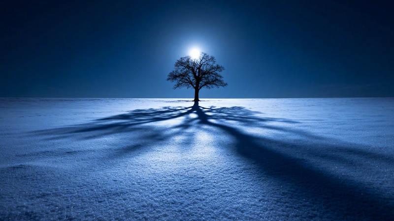 月下雪地孤树影长图片