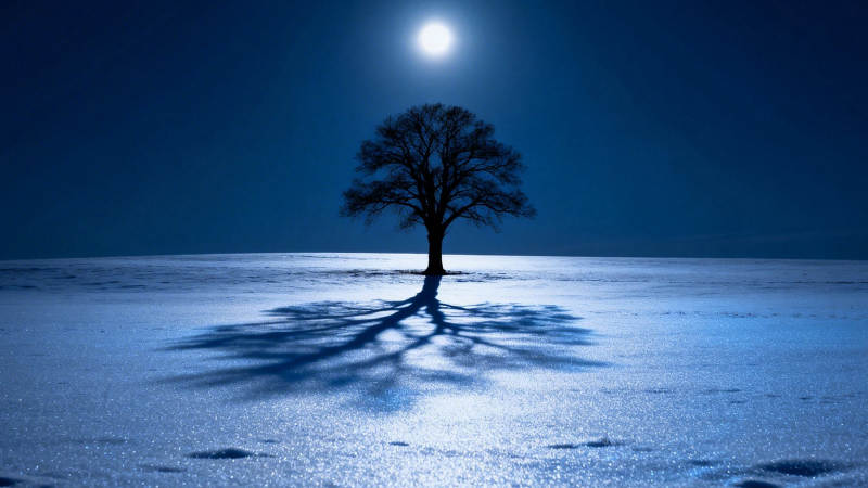 月下雪地孤树影图片
