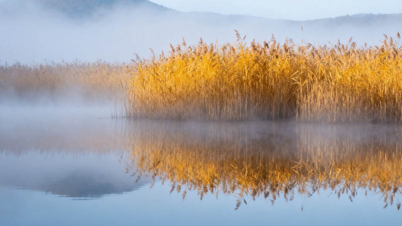 晨雾金芦映水静图片