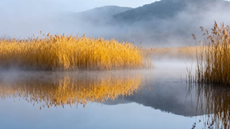 晨雾金芦映水静图片