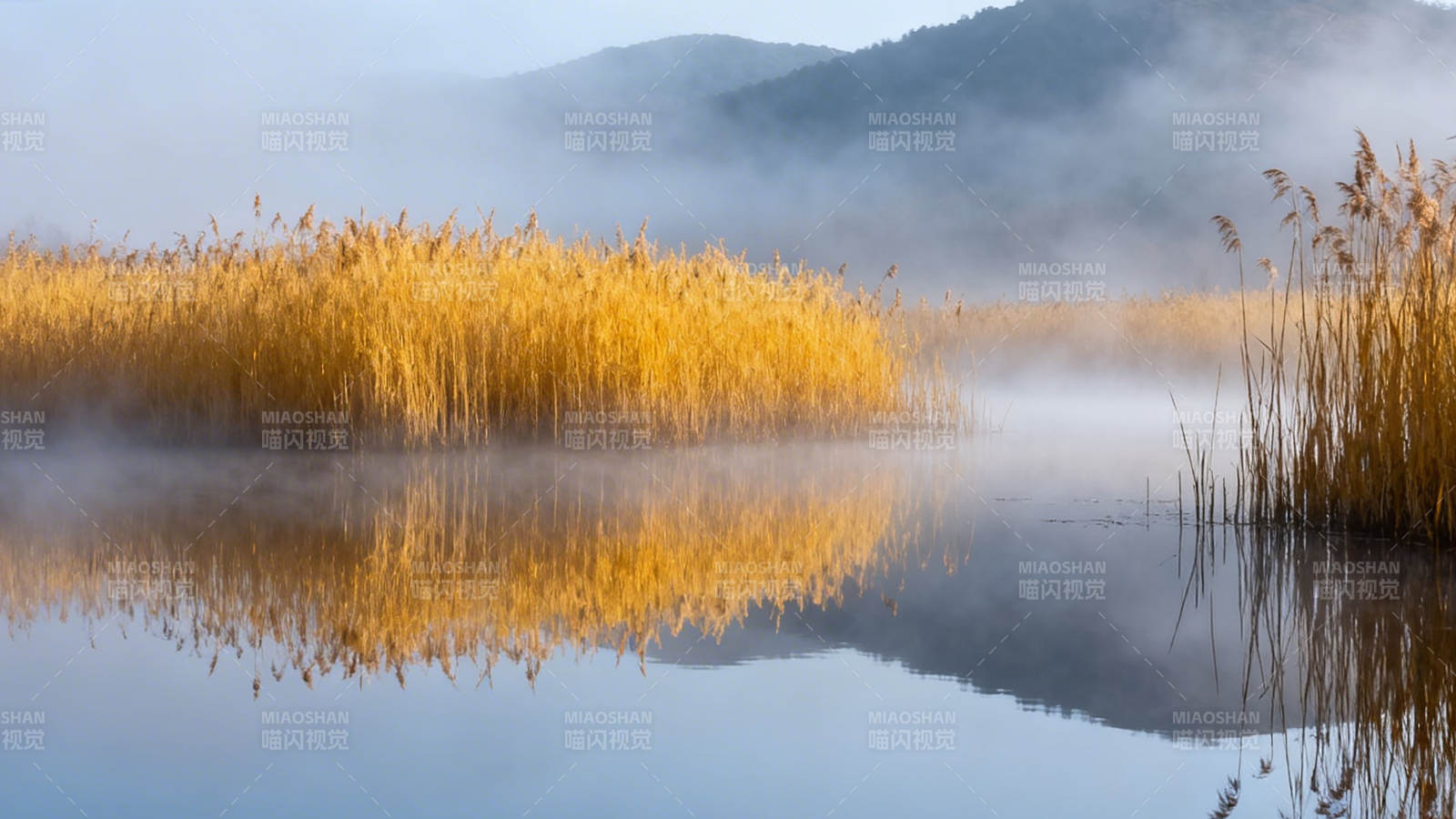 晨雾金芦映水静图片
