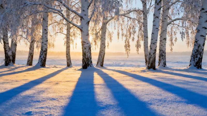 雪林晨曦 树影如画图片