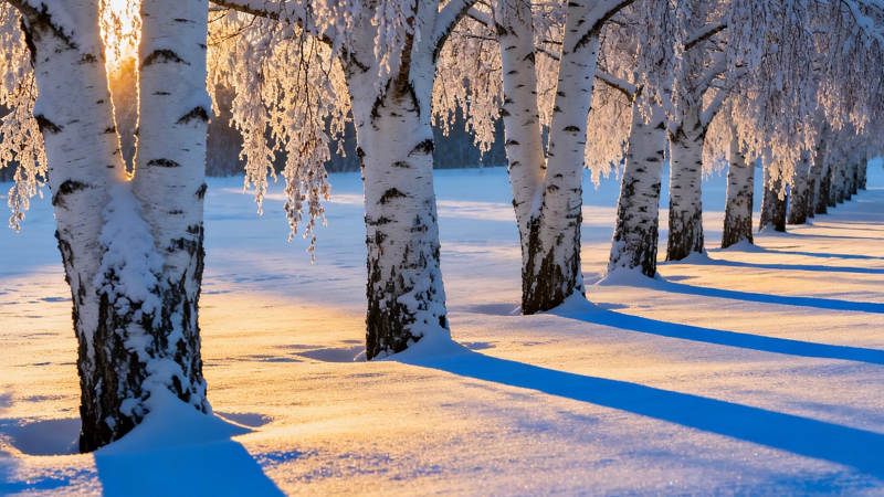雪映白桦 晨光如画图片