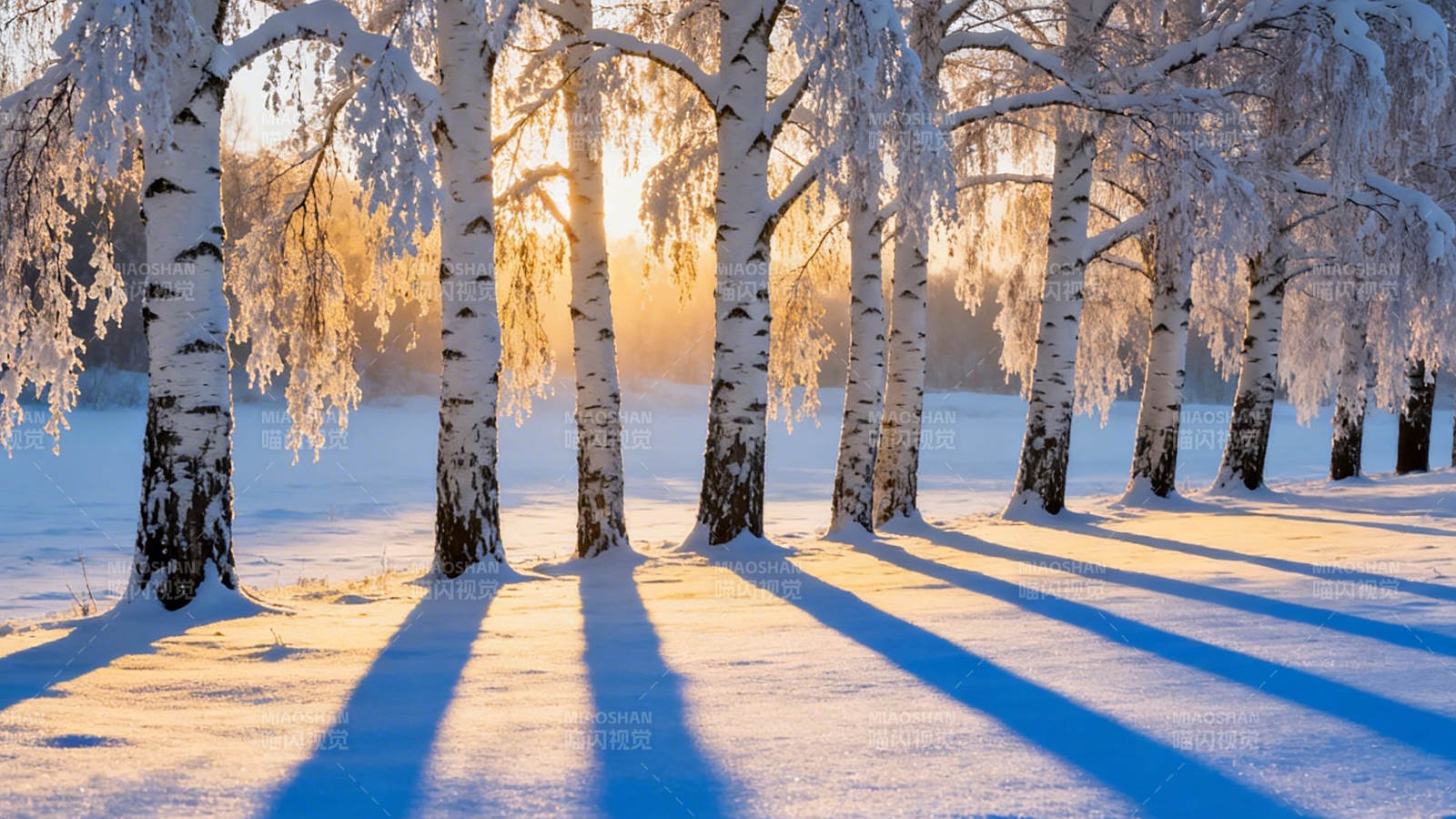 雪林晨光 树影如诗图片