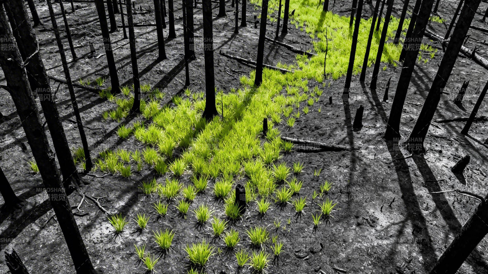 焦土新生 绿意破荒图片