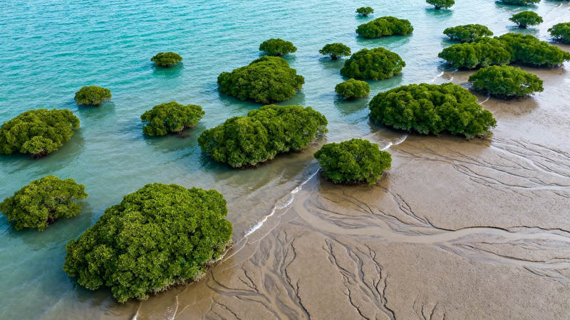 碧海红树 潮退沙纹如画图片