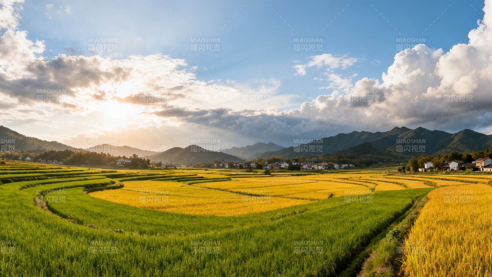金色梯田映山峦图片