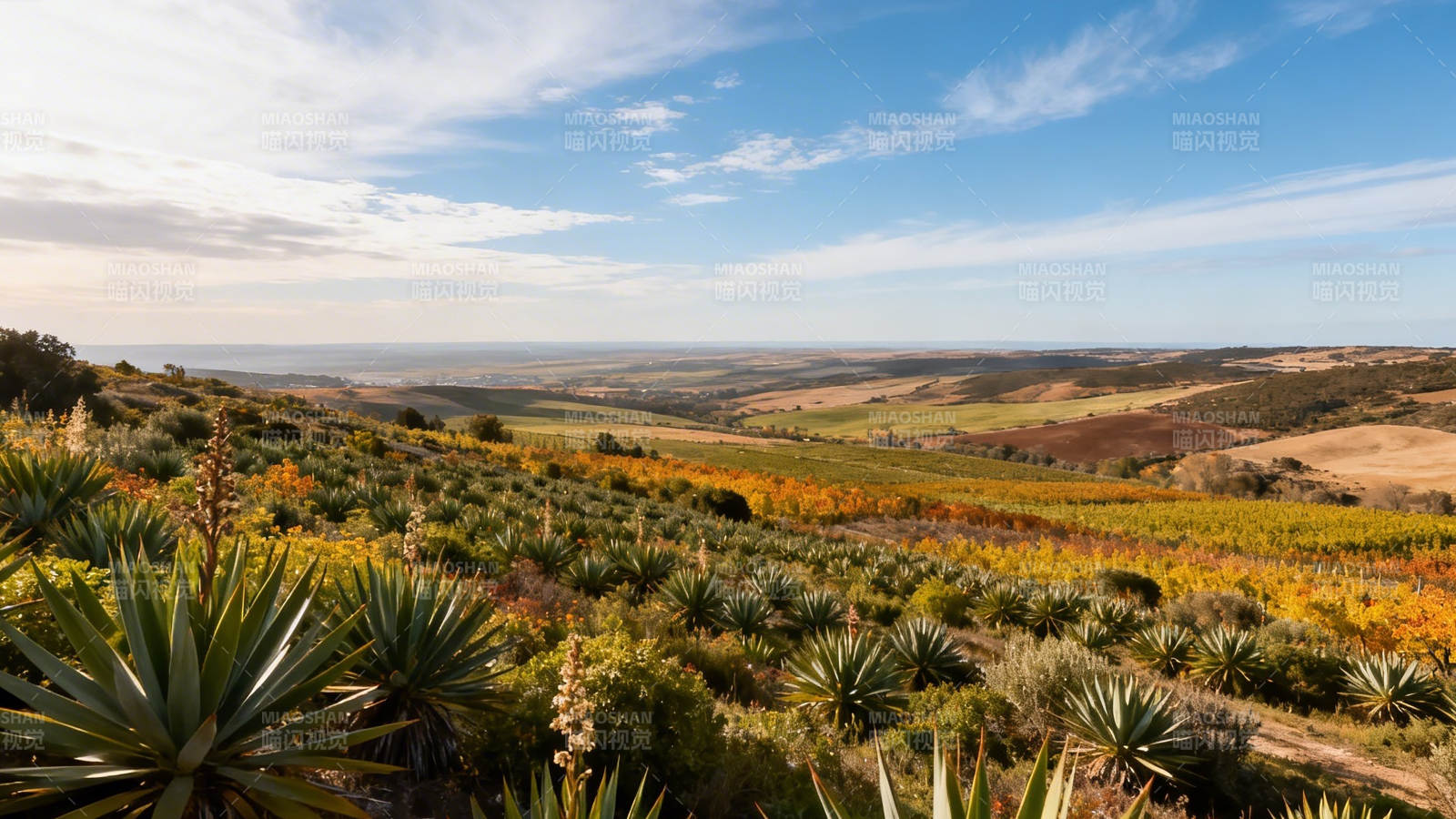 秋日山谷 龙舌兰与彩林相映图片