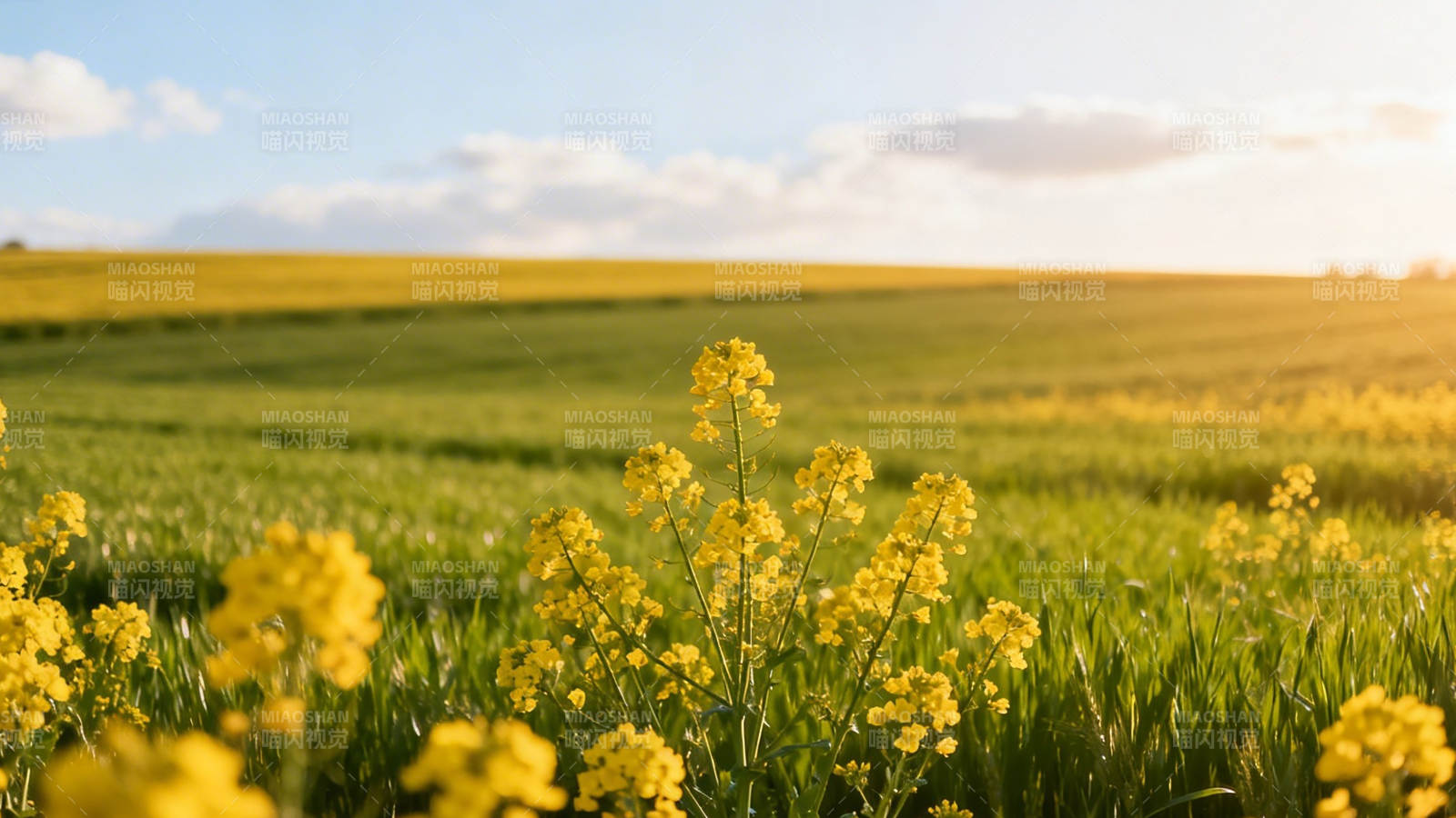 金黄花海映蓝天图片