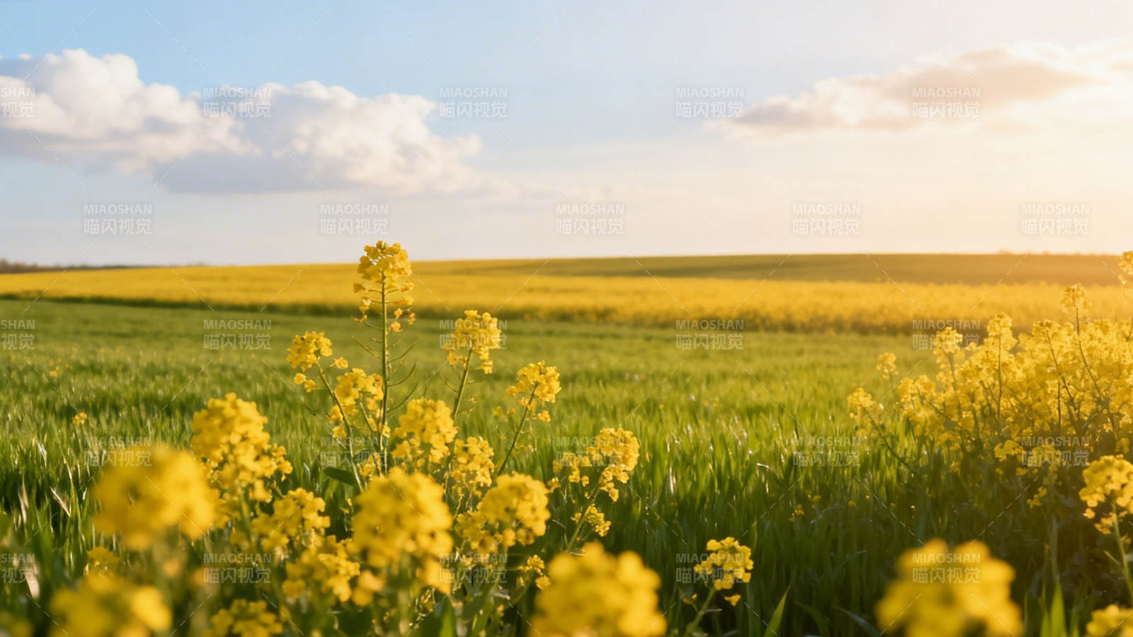金黄花海映蓝天图片