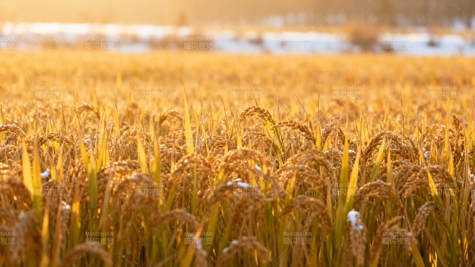 金稻映雪 丰收暖阳下图片