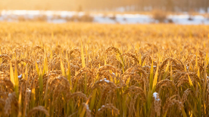 金稻映雪 丰收暖阳下图片
