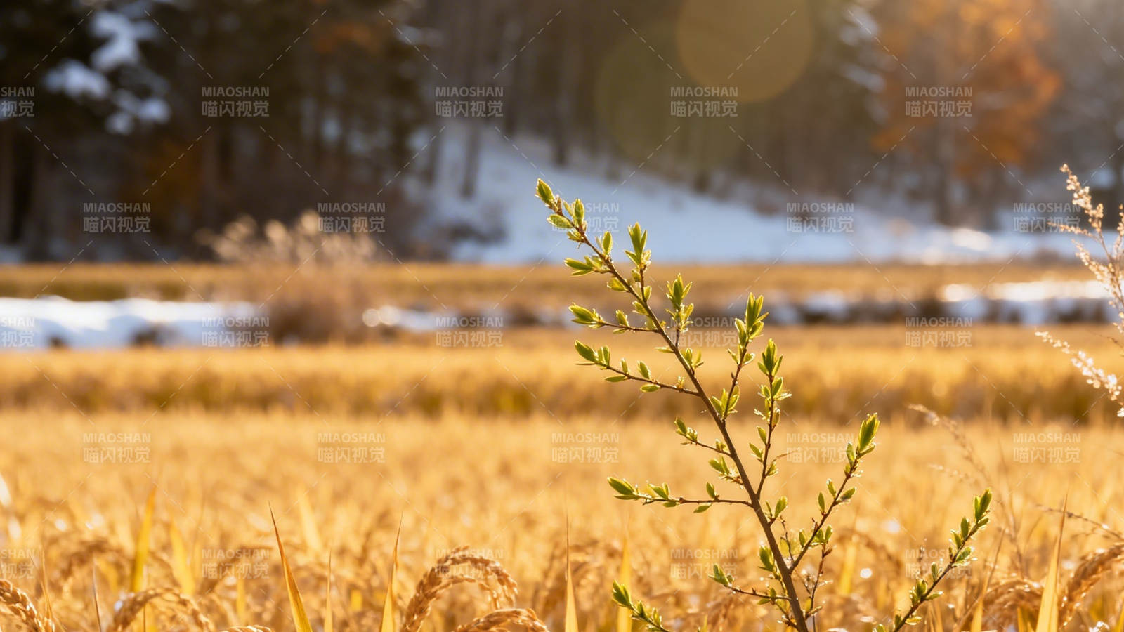 秋野新芽映雪光图片