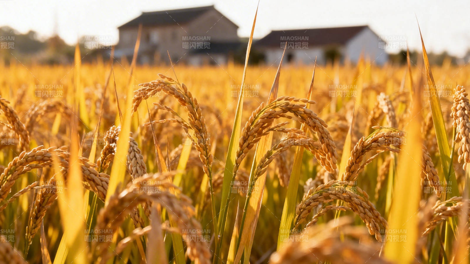 金黄稻浪映农舍图片