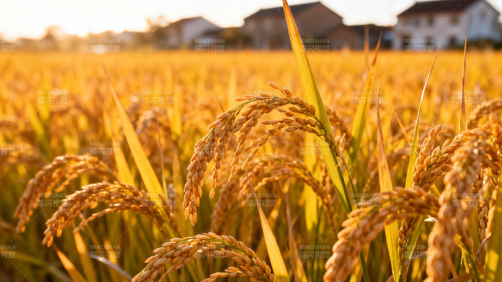 金黄稻浪迎丰收图片