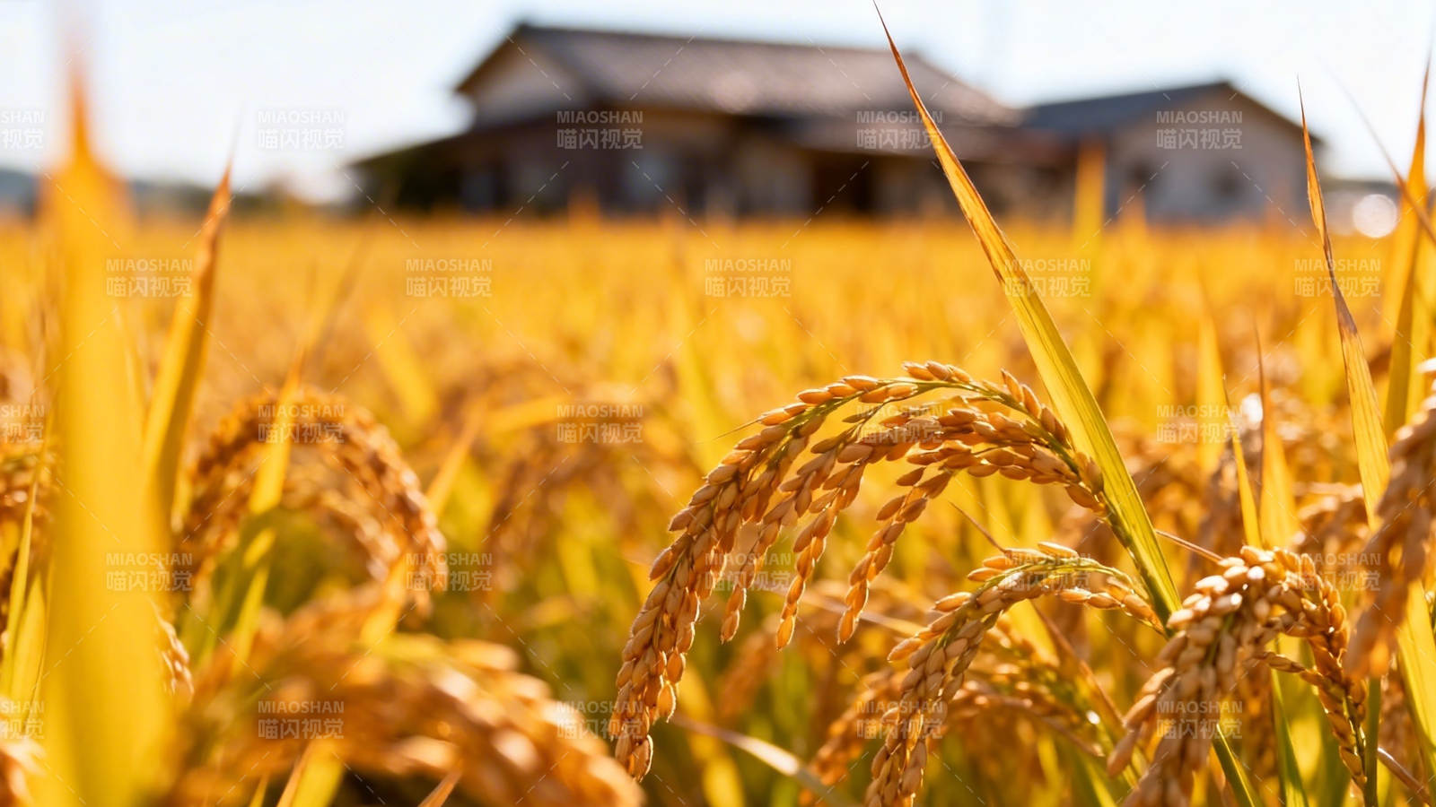 金黄稻浪映农舍图片