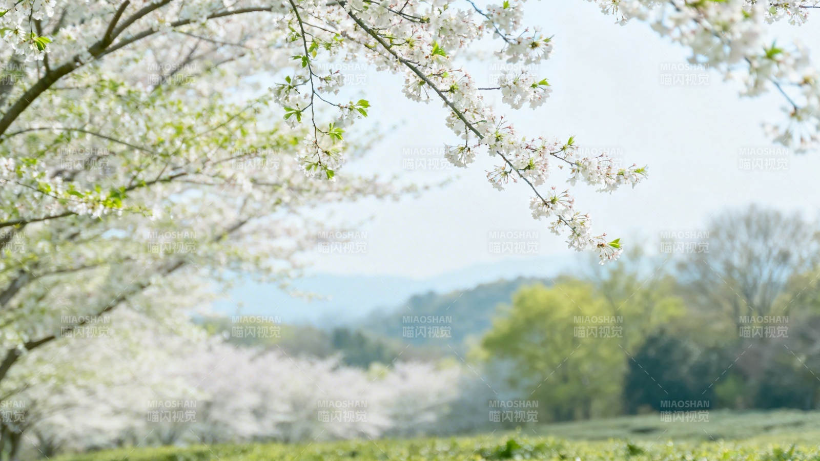 春日樱花满枝 远山如黛图片