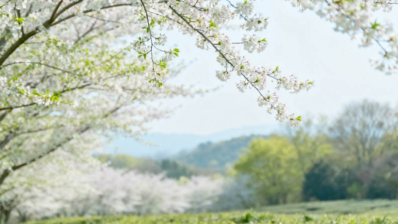 春日樱花满枝 远山如黛图片