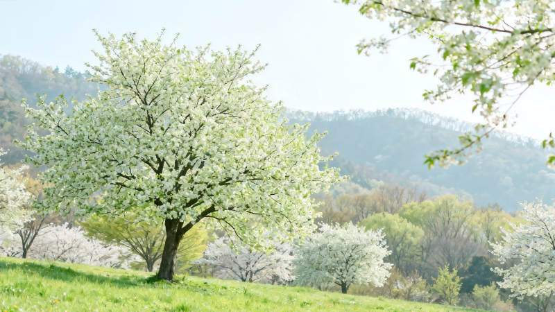 春日樱花满山开图片