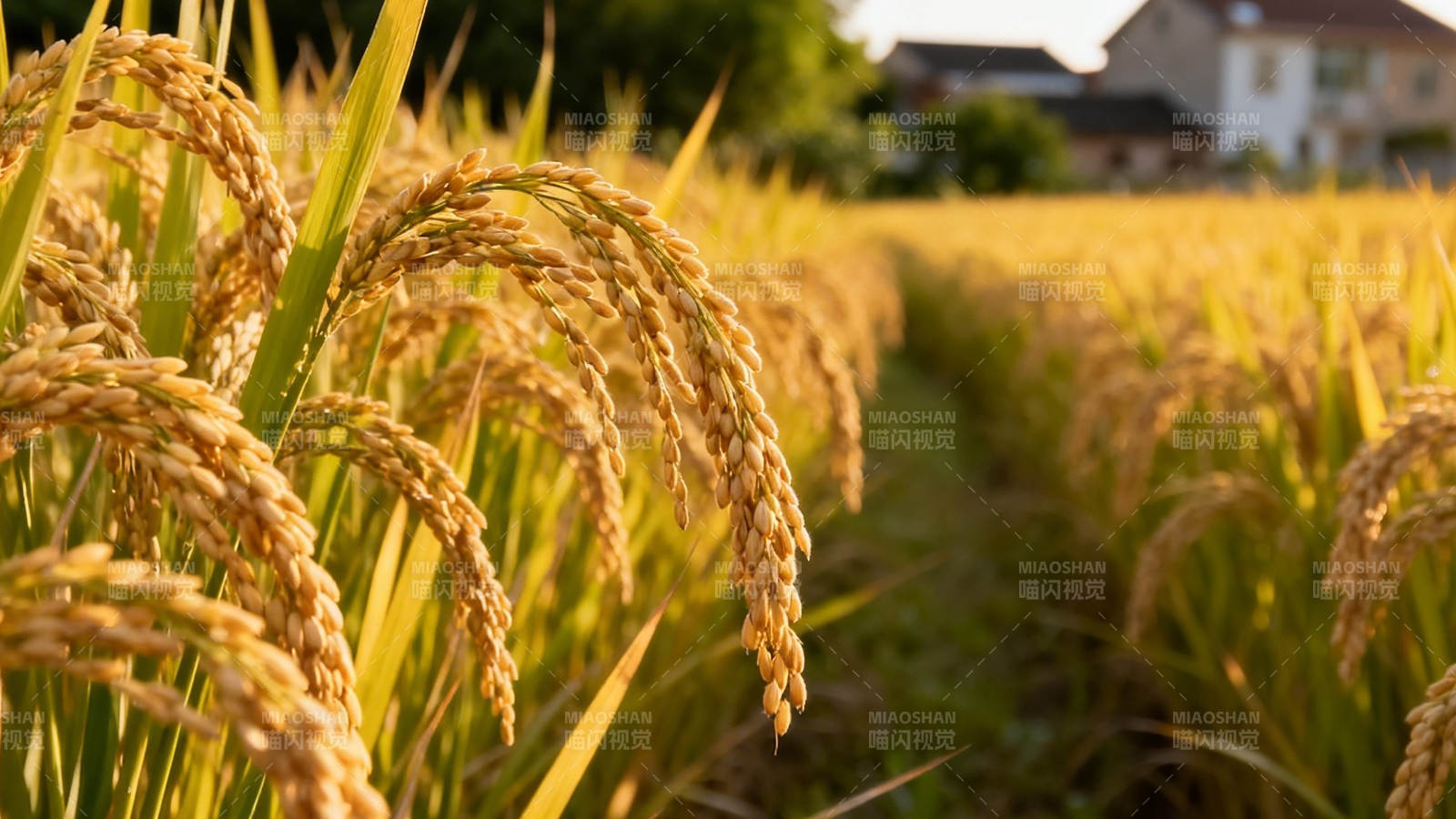 金稻丰收 田园静美图片