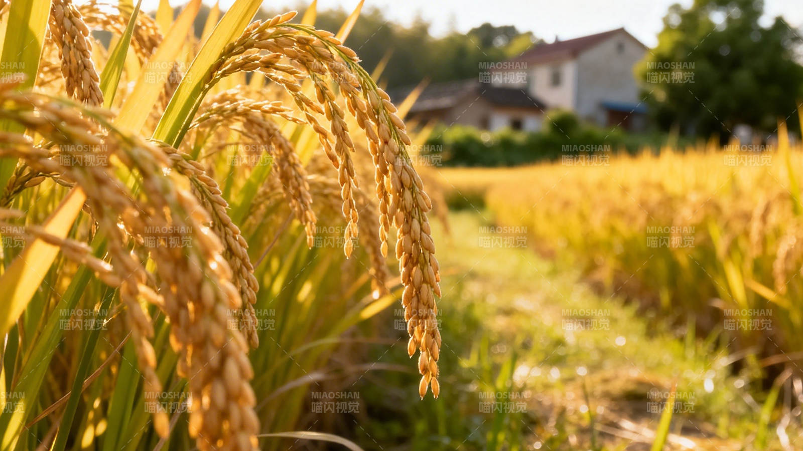 金黄稻穗迎丰收图片